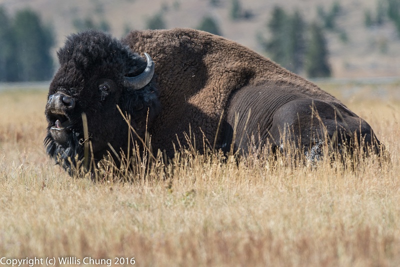 Bison bull yawning