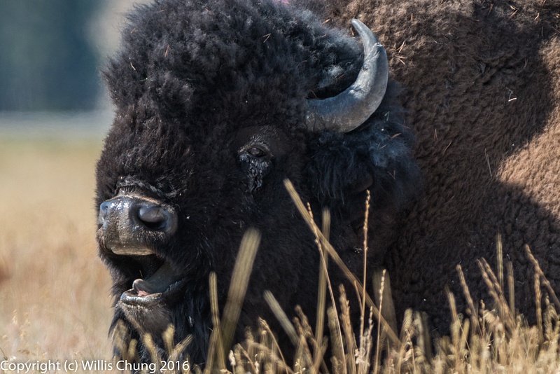 Bison bull yawning before a nap. Cropped from FX image.