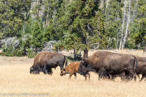 Old and young bison grazing by Willis Chung