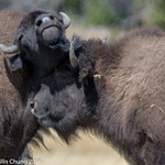 Day 4 PM Sentinel Meadows East: Bison Herd
