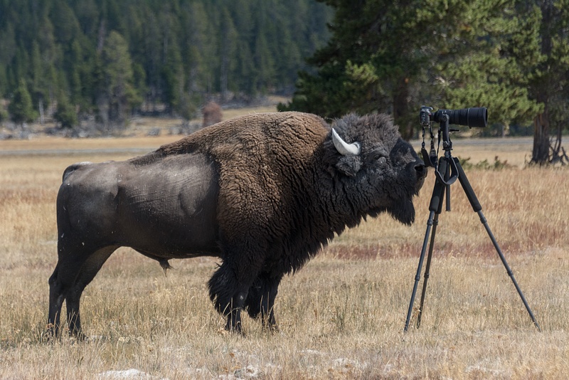 The bison bull was curious about my camera. This is why I carry two cameras!
