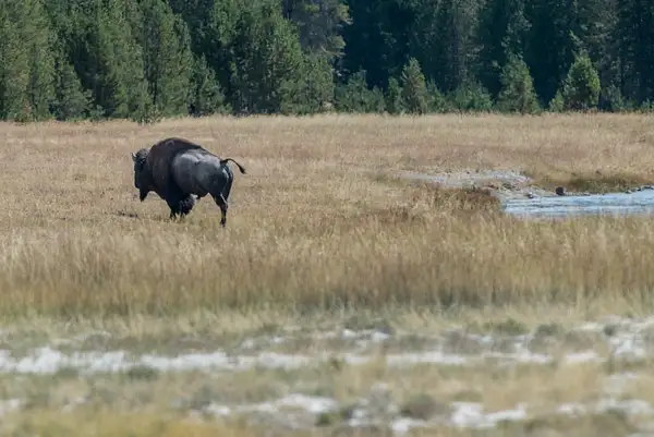 Crossing Nez Perce Creek, bull heads east. by Willis...
