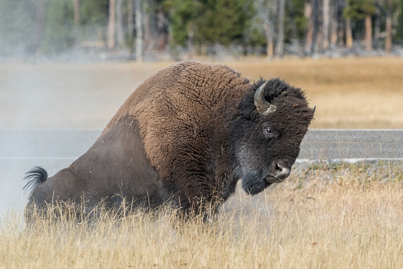 Bison bull rising from a wallow.