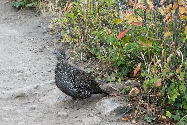 I surprise a female white-tailed ptarmigan crossing the...