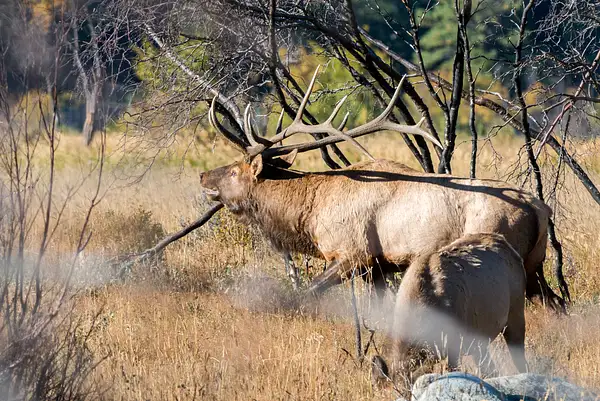 Bugling bull elk by Willis Chung