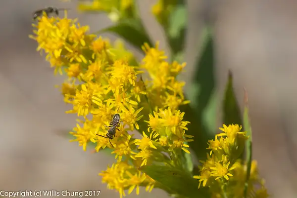 Missouri Goldenrod being visited by busy flies by Willis...