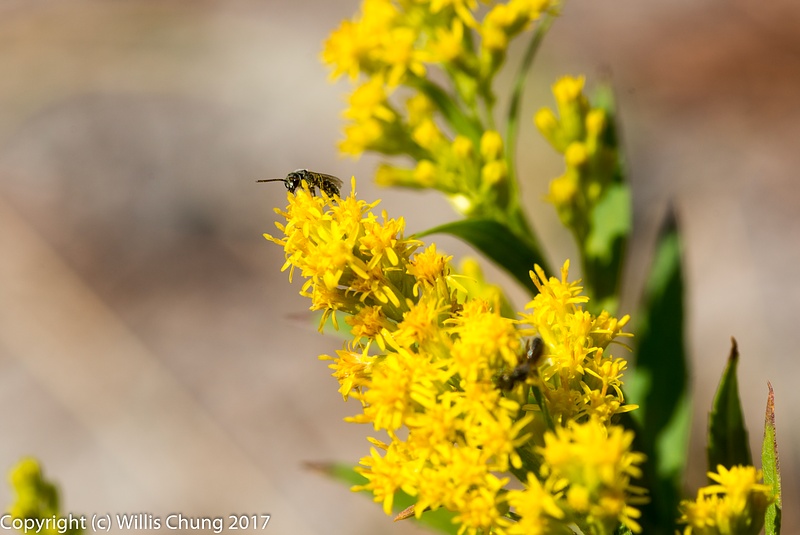 Missouri Goldenrod being visited by busy flies