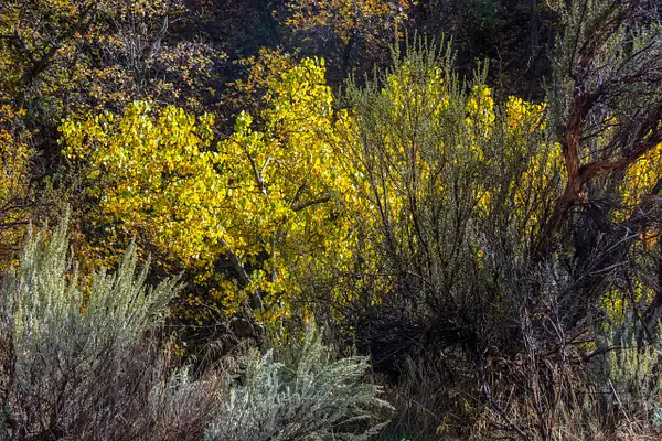 Low afternoon light highlighting the aspen leaves as...