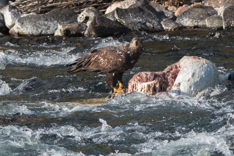 Juvenile bald eagle perched on bison carcass.
