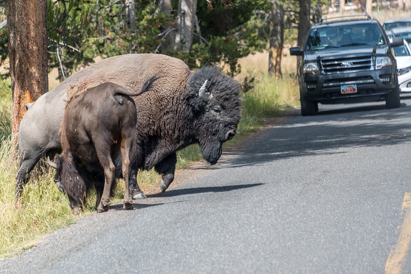 Back at Yellowstone Lake Hotel, there is lots of bison activity.