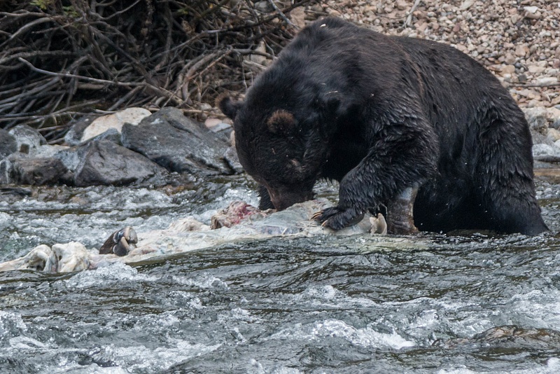 Male grizzly grasping the bison carcass with his teeth and dragging it upstream.