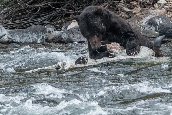 Male grizzly feeding on bison carcass. by Willis Chung