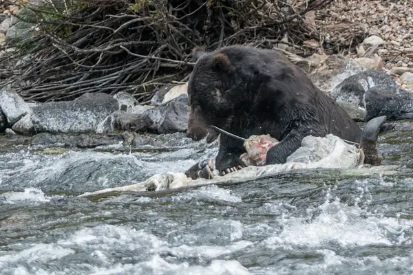 Male grizzly tearing bison carcass by Willis Chung