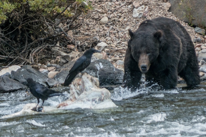Male grizzly moving to flush off the ravens.