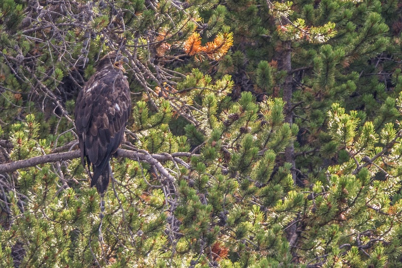 Young bald eagle or golden eagle issuing a cry