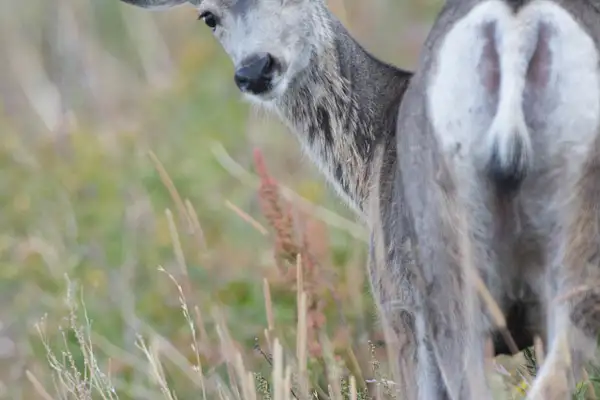 A peek at a mule deer.  Quick shot with my 300mm +...
