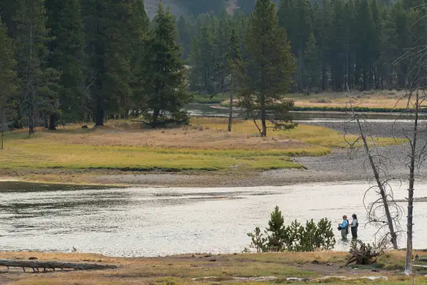 Fly fishing in the Yellowstone River near Sulfur...