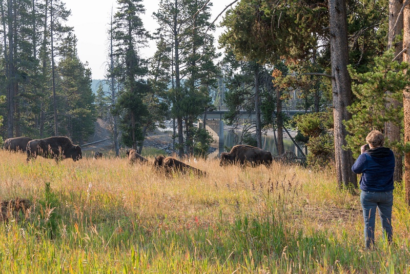 I wasn't the only one delighted by the bison at the campground