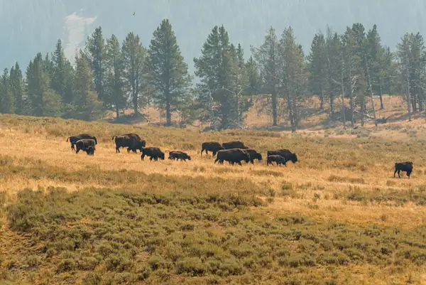 Nice herd of bison by Willis Chung
