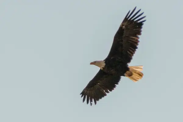 Bald eagle cruising Hayden Valley by Willis Chung