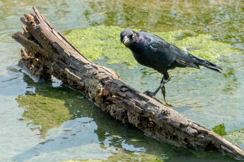 American crow picking worms off of the log.