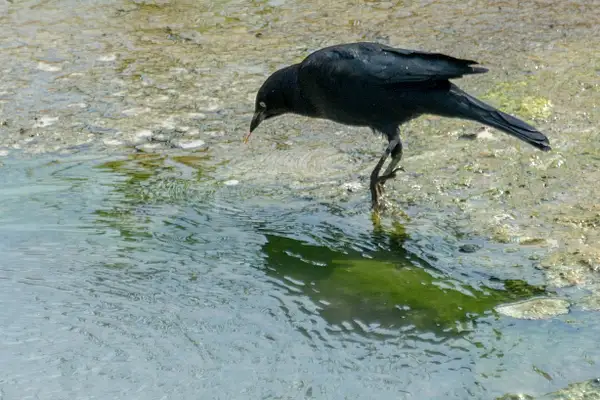 American crow gets another worm!  Good hunting here. by...