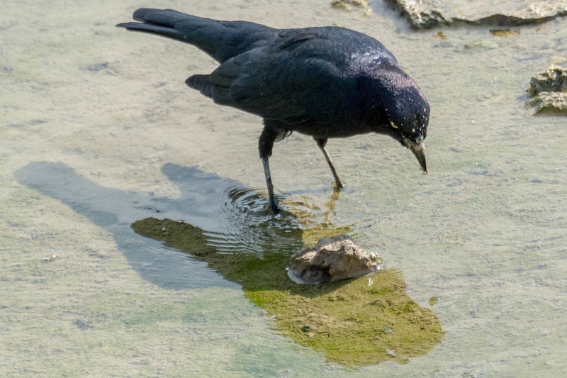Another worm or larva being eaten by an American Crow
