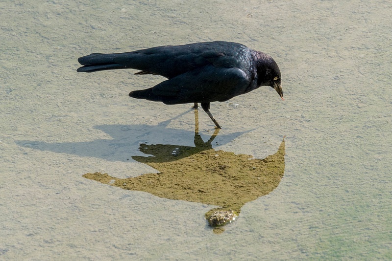 American crow with its shadow and reflection, picking out a worm from the pool