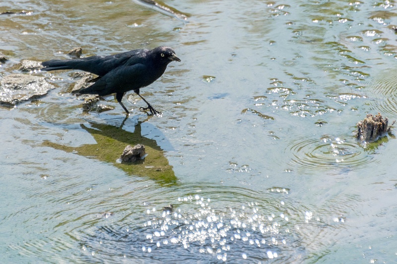 The standard American Crow picking small worms out of the pools