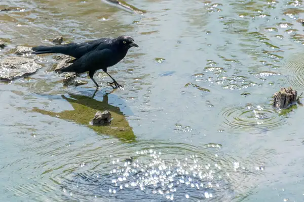 The standard American Crow picking small worms out of...