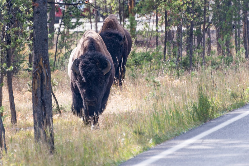 Back in the park, a bison and his wingman move along the road.