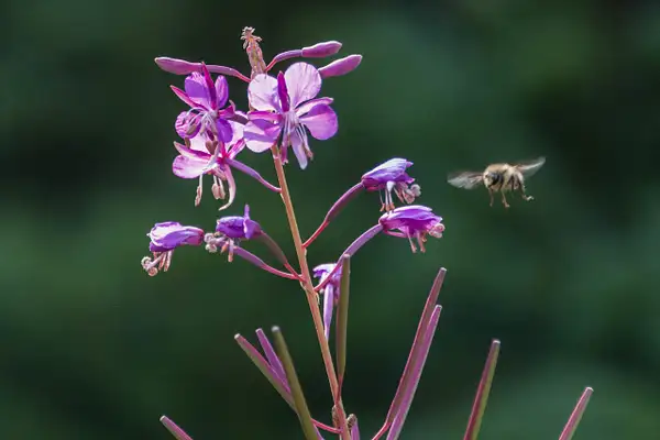 Bees visiting fireweed by Willis Chung