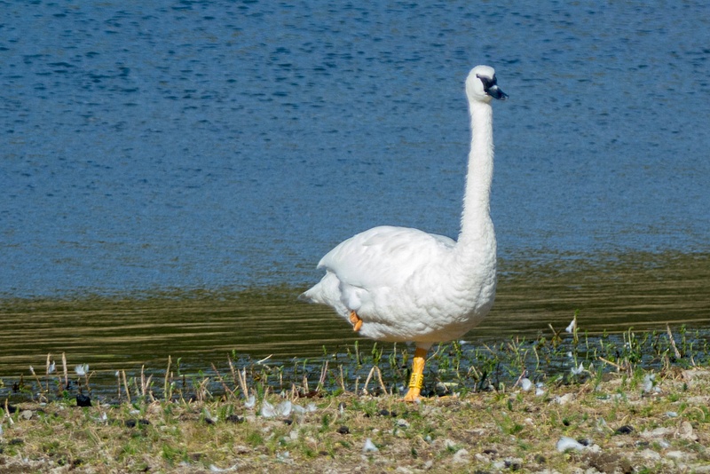 Came upon this trumpeter swan doing exercises