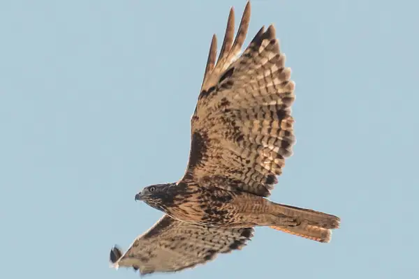 Red-tailed hawk circling overhead by Willis Chung