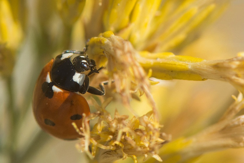 Now we can see the bug part of the seven spot ladybug!