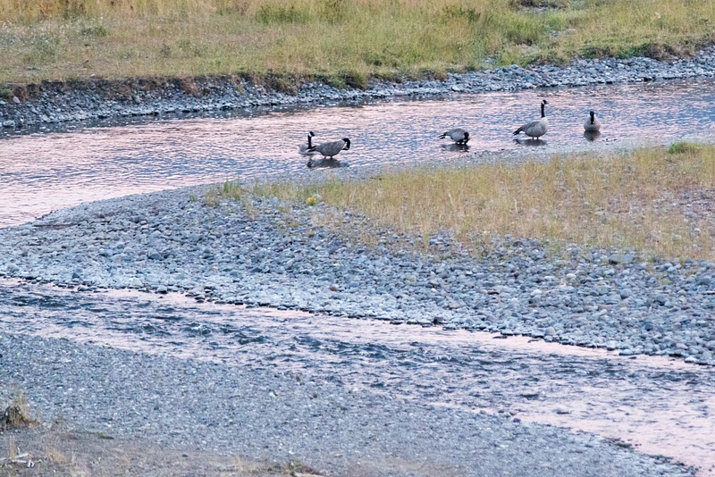 Canadian geese in Lamar River at twilight