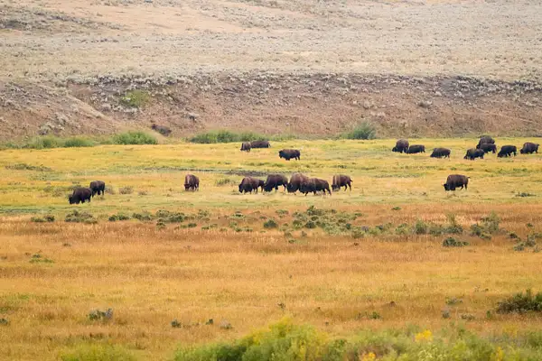 Big herd of bison grazing along Lamar River at twilight....