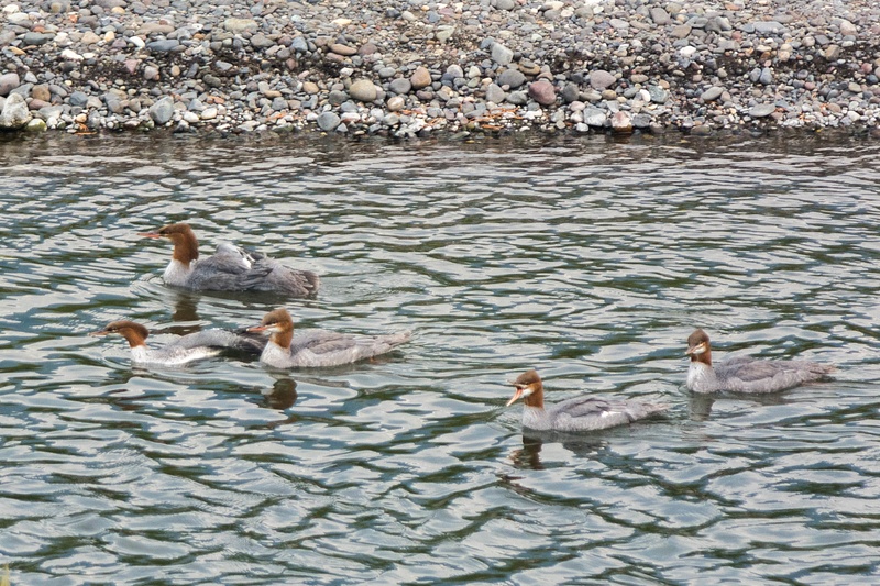 Common mergansers going for a swim in the Lamar River