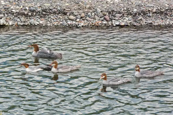 Common mergansers going for a swim in the Lamar River by...