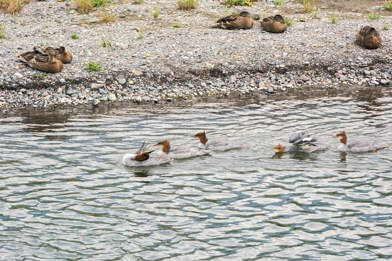 Common mergansers swimming past a group of female mallards on the Lamar River