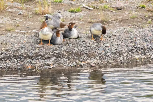 Common mergansers waking up from a nap along the Lamar...
