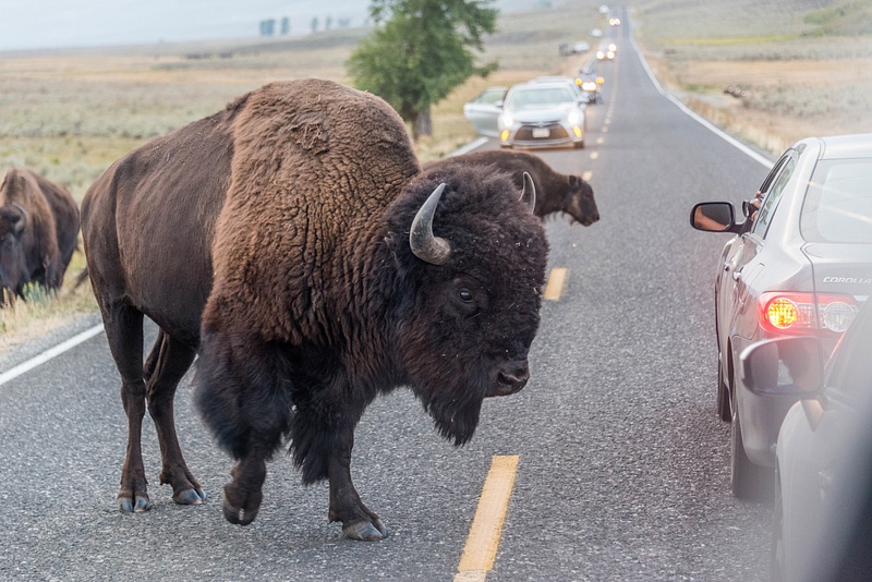 The 2,000 pound bull bison wants to get through this line of cars!