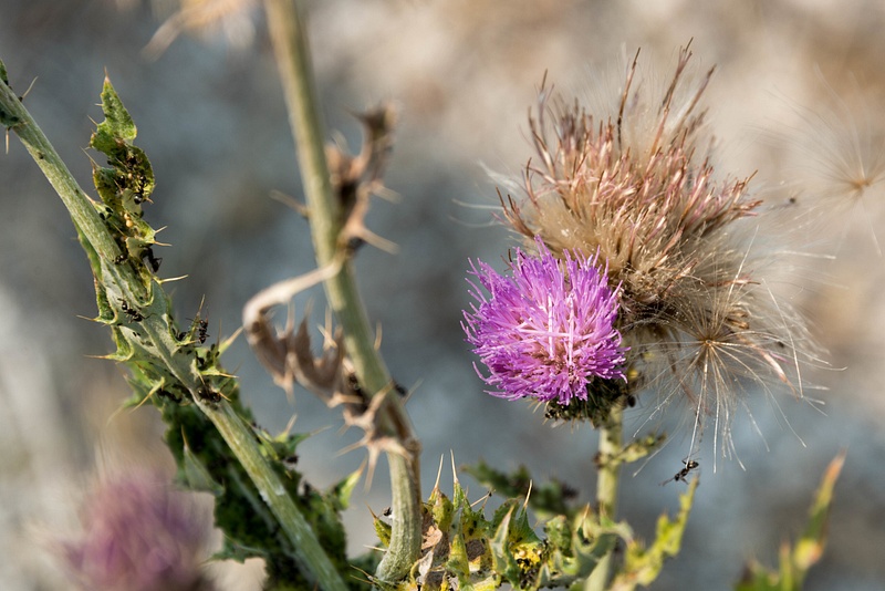 Thistle going to seed