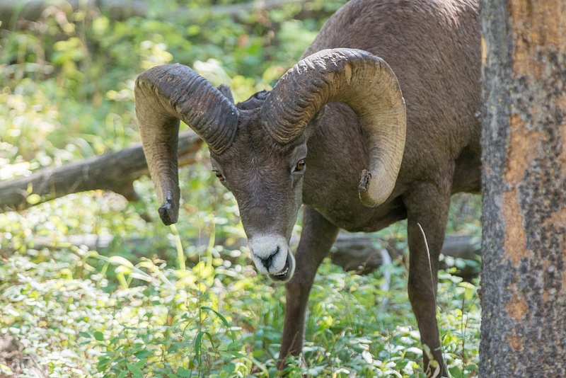 Younger bighorn ram looks like he wants to say something, but is just chewing.