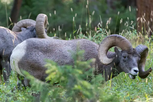 Younger bighorn ram has finished working on the first...