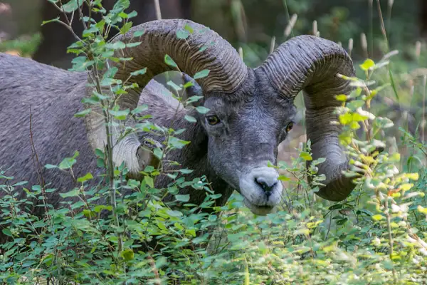 Older bighorn ram, both he and I moved around as I tried...