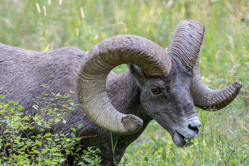 Older bighorn ram, stripping leaves from bushes.