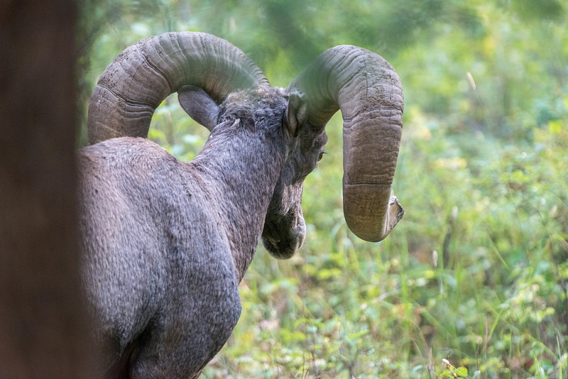 Older bighorn ram, checking the area for safety.