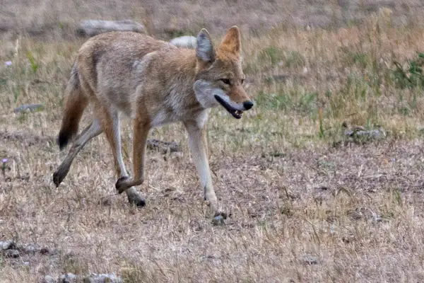 Coyote hunting for small mammals near the road in Lamar...