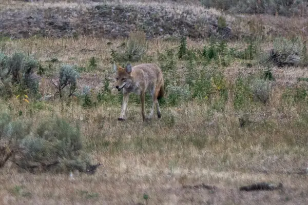 Coyote hunting for small mammals near the road in Lamar...